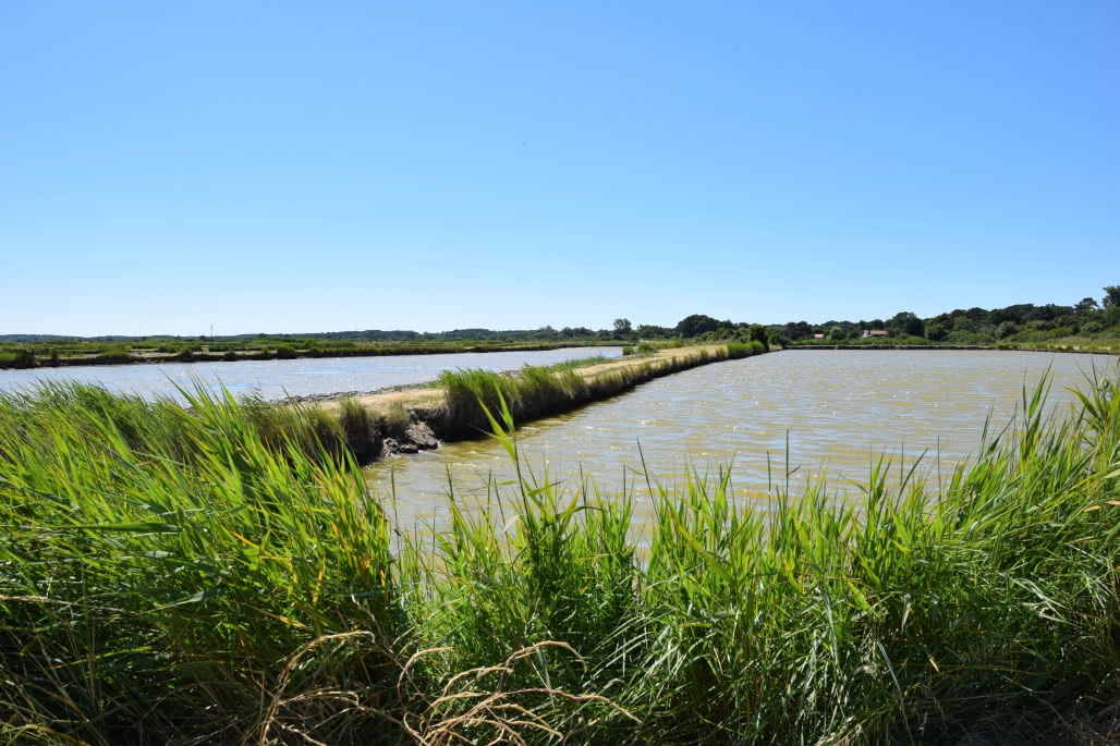 Marais du Conseiller © medoc-atlantique-tourisme_0731